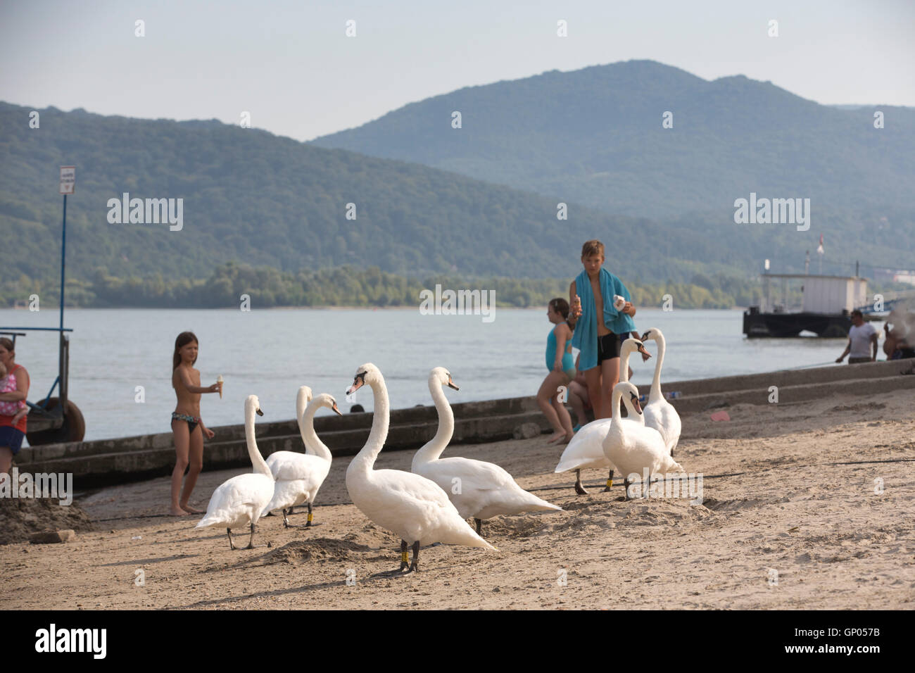 Nagymaros, Gruppe der Schwäne auf dem Flussstrand an der Donau, Komitat Pest, Ungarn, Europa Stockfoto