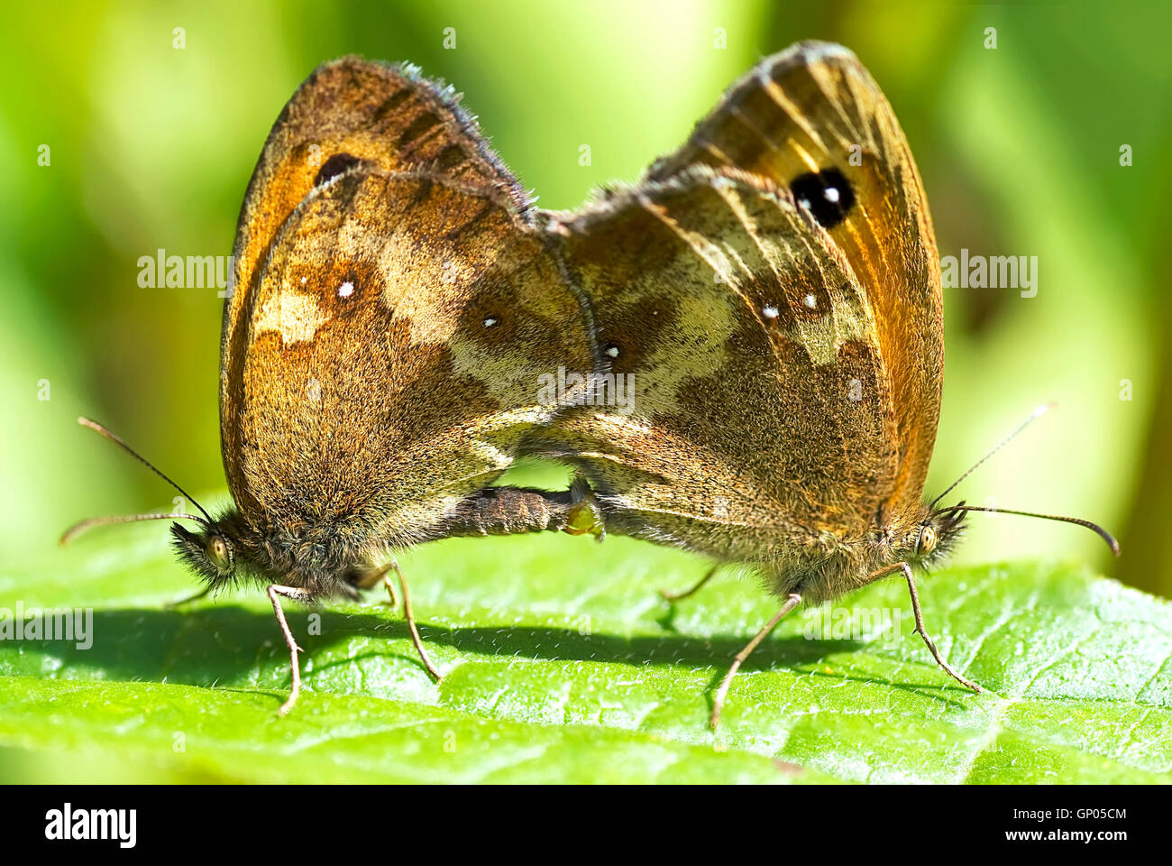 Nahaufnahme der Paarung Gatekeeper (Pyronia Tithonus) Schmetterlinge Stockfoto