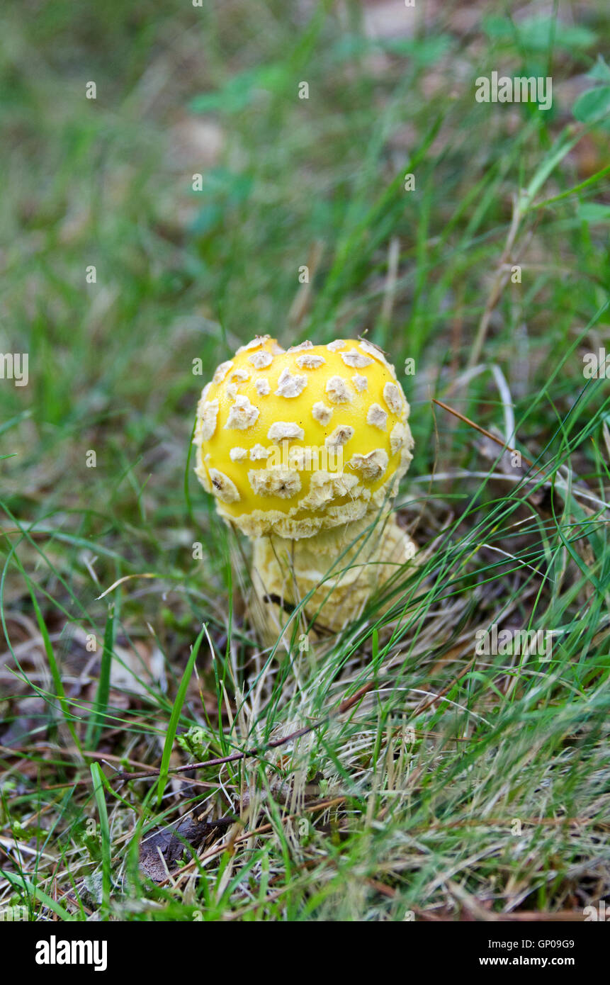 Eine Fliege Agaric Pilz (Amanita Muscaria, wohl var. Guessowii) wächst in der Nähe von Stanley Brook im Acadia National Park, Maine. Stockfoto