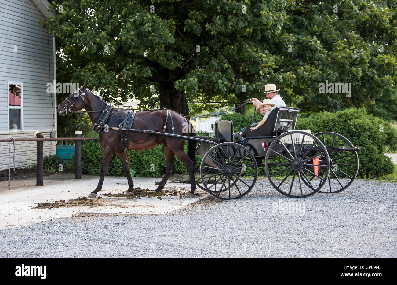 Amische Vater und Sohn im offenen buggy Stockfoto