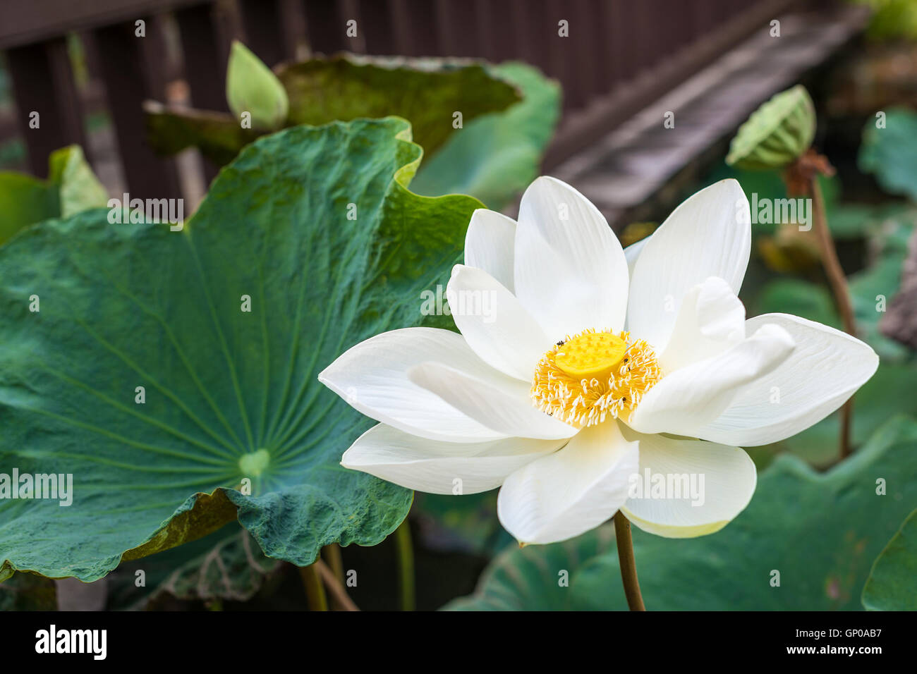 weiße Lotusblüte im Teich Stockfoto