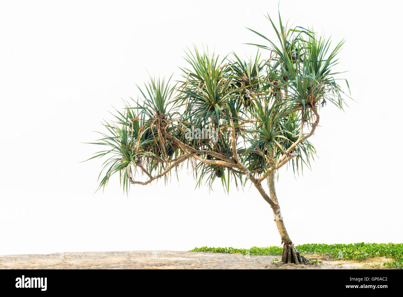 Schöne tropische Pflanze Pandanus Baum auf Sandstrand und Ipomoea. isoliert auf weißem Hintergrund, Textfreiraum. Stockfoto