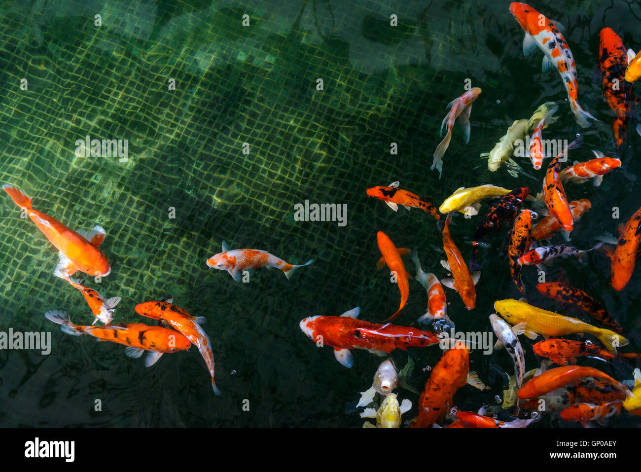Koi swimming in fish pond Fotos und Bildmaterial in hoher Auflösung