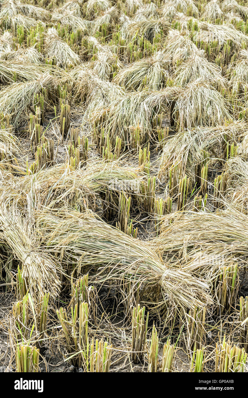 Geernteten Reisfeld mit Paddy um Ohr. Stockfoto