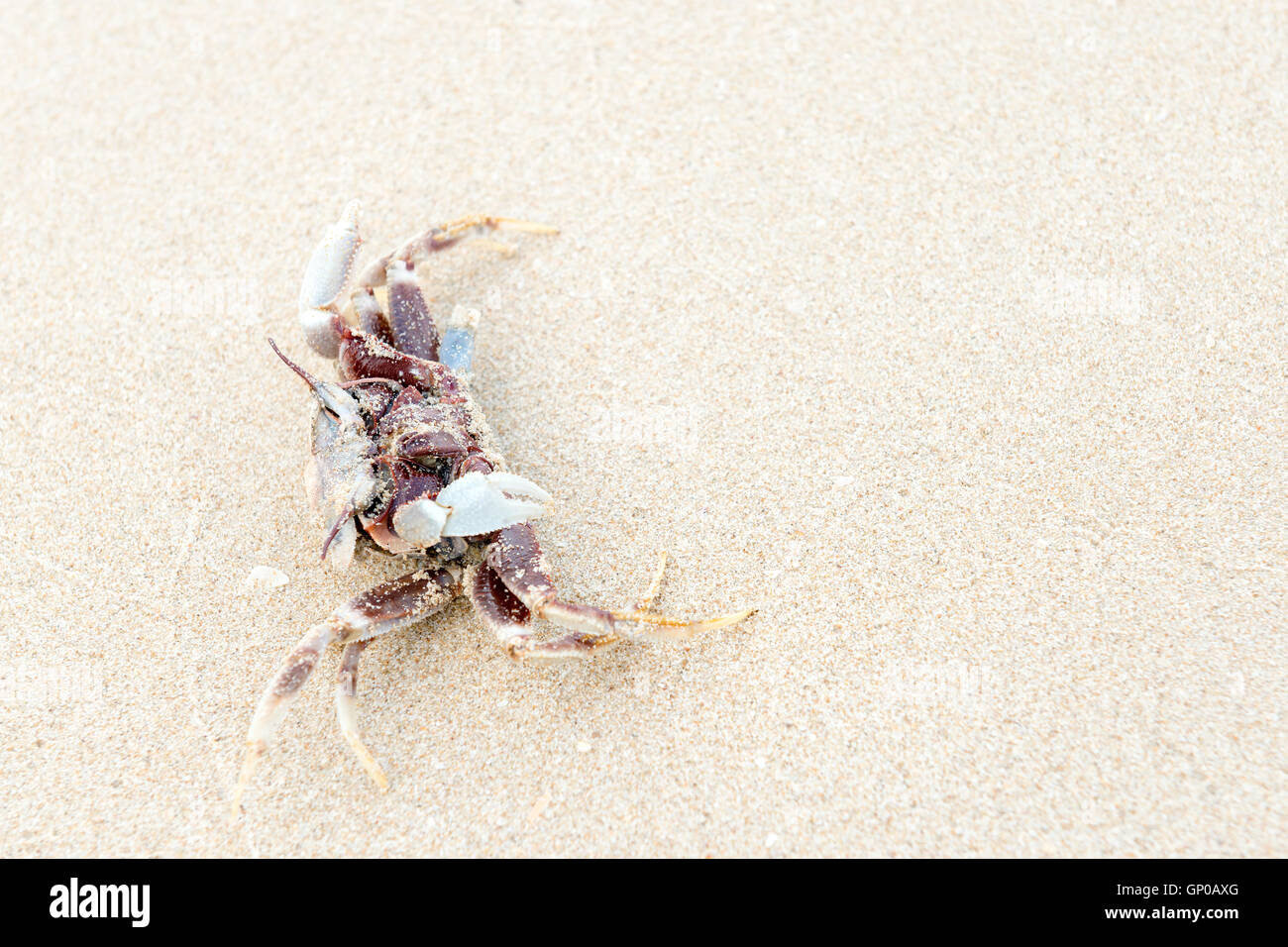 Toten Shore Crab kopfüber auf dem Sand, Textfreiraum. Stockfoto