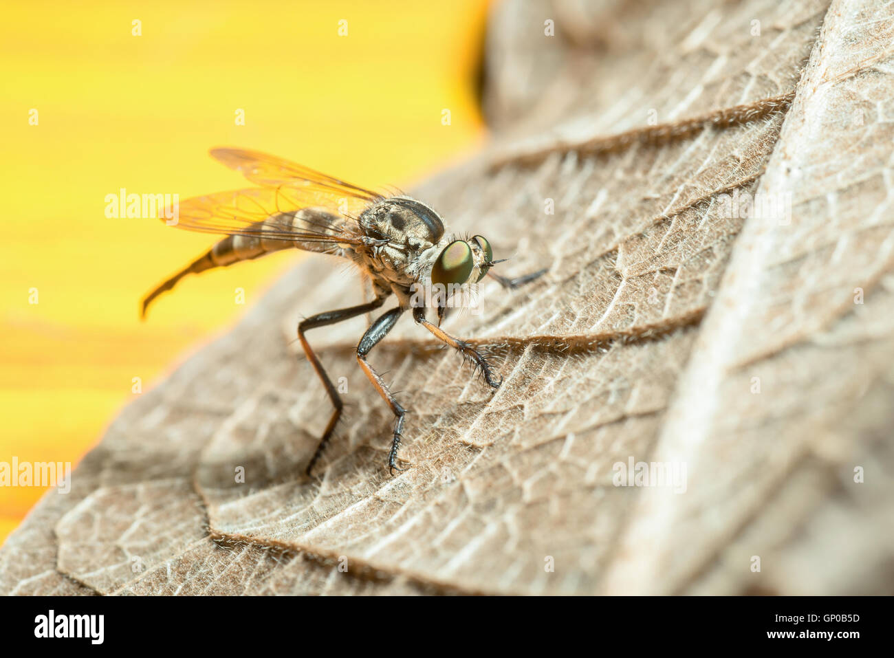 Robberfly (Asilidae) Stockfoto