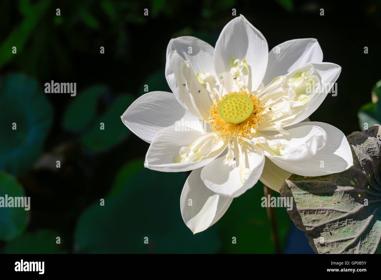weiße Lotusblüte im Teich Stockfoto