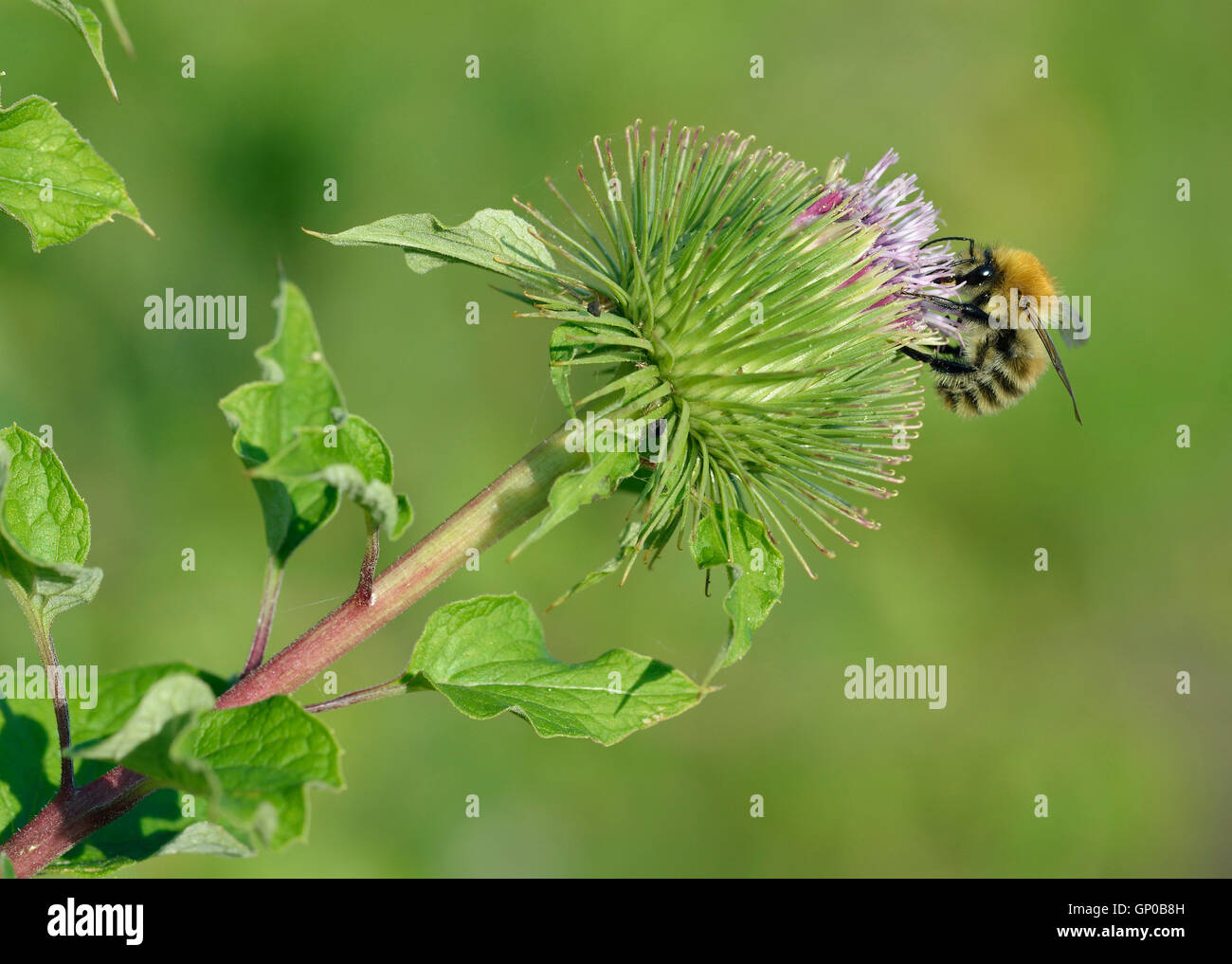 Die große Klette - Arctium Lappa mit Biene Fütterung Stockfoto