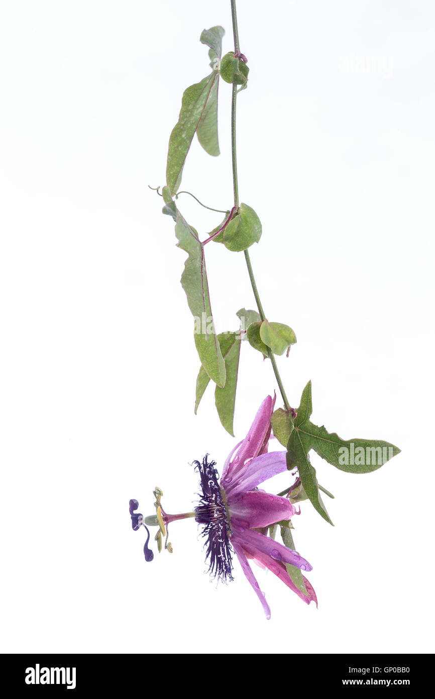 Lila Blüte Passiflora Stockfoto