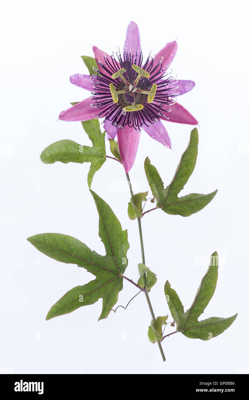 Lila Blüte Passiflora Stockfoto