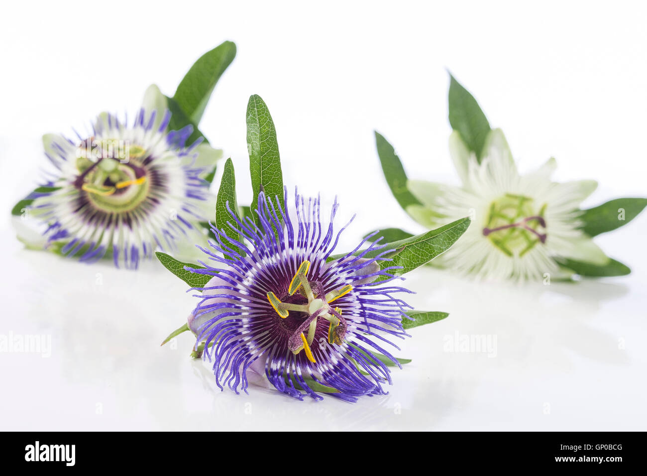 drei farbige Passionsblume isoliert auf weiss Stockfoto