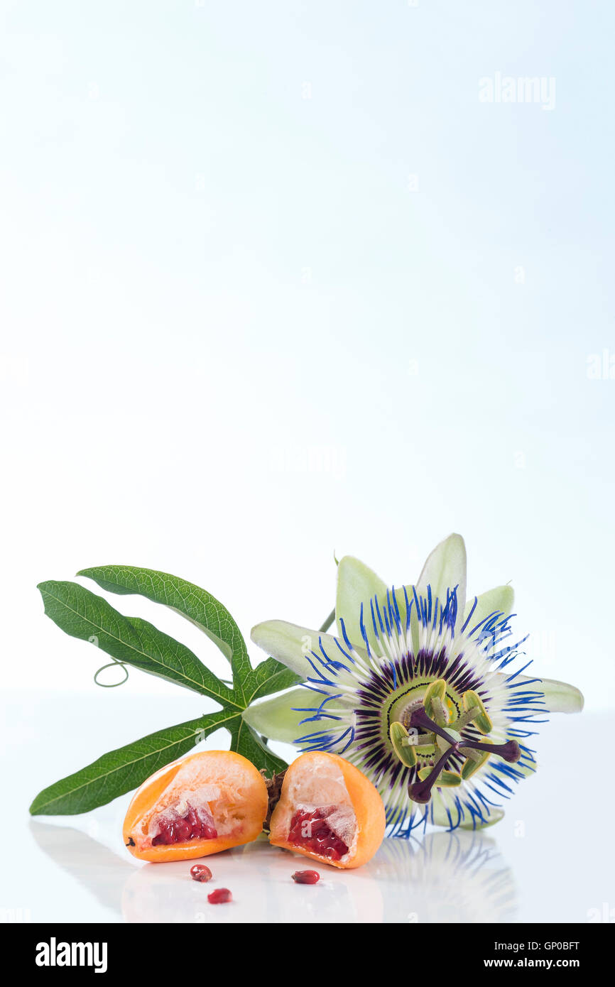 Passiflora-Blumen und Früchte auf einem weißen Hintergrund Stockfoto