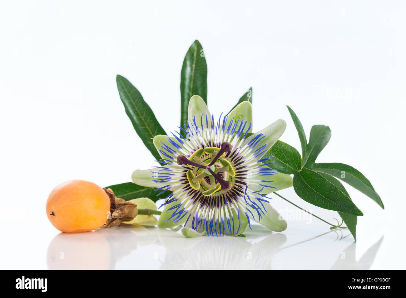 Passionsfrucht/Maracuja Blume mit reif isoliert auf weißem Hintergrund Stockfoto