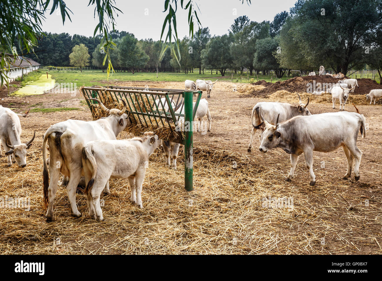 Ungarische graue Kühe, Nutztiere Stockfoto