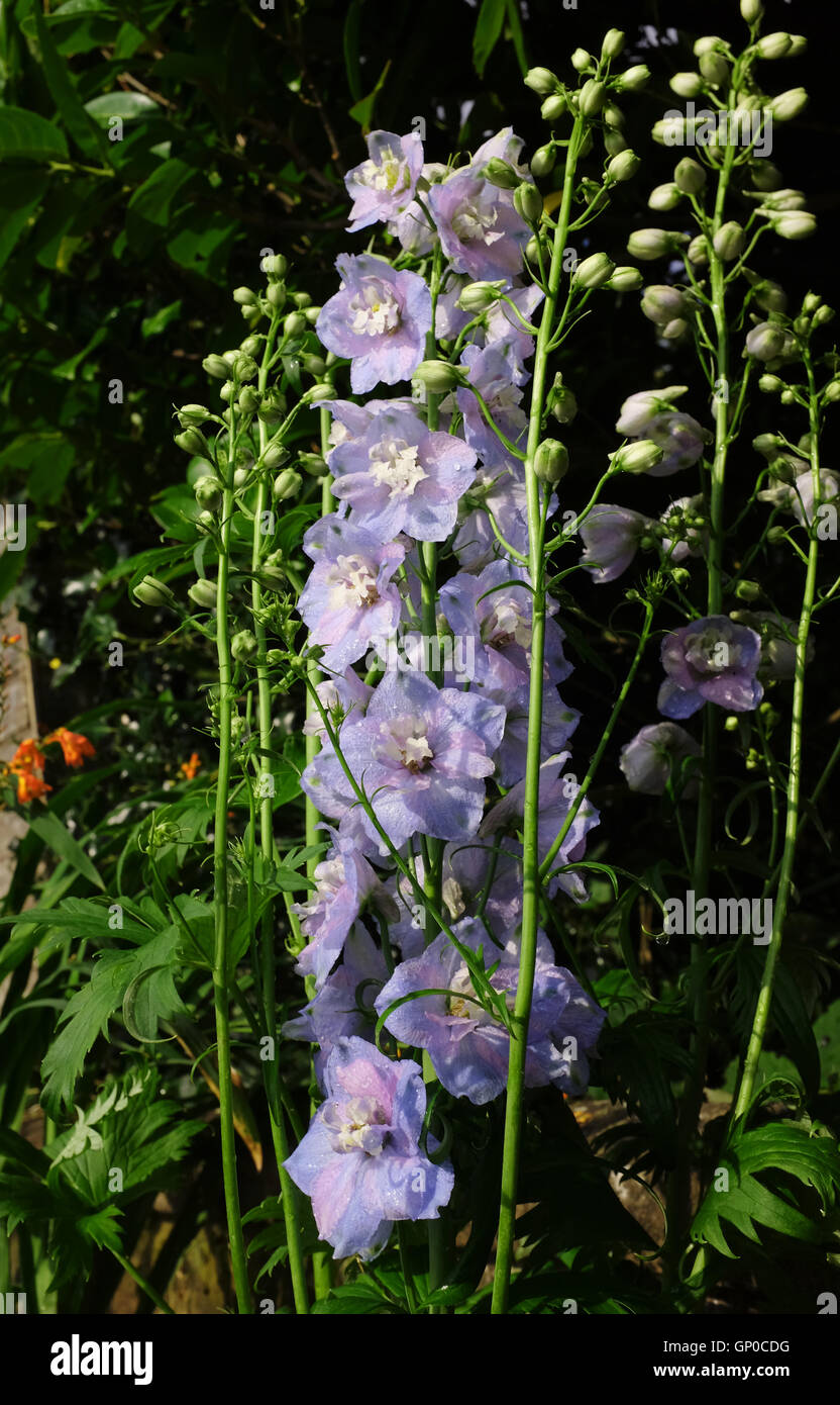 Blauer Rittersporn Wächter Lavendel eine Parennial Pflanze Blume Stockfoto