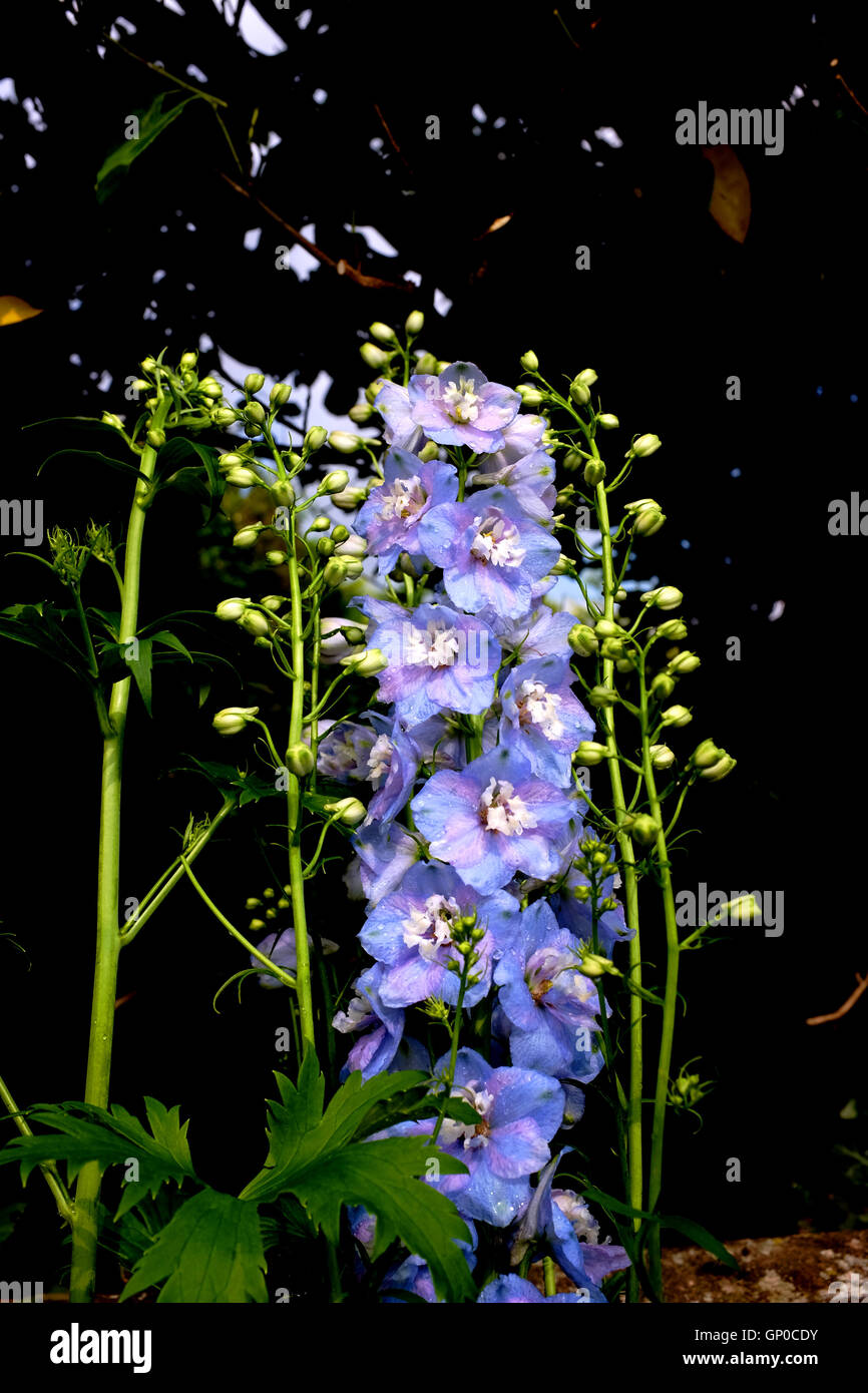 Blauer Rittersporn Wächter Lavendel eine Parennial Pflanze Blume Stockfoto
