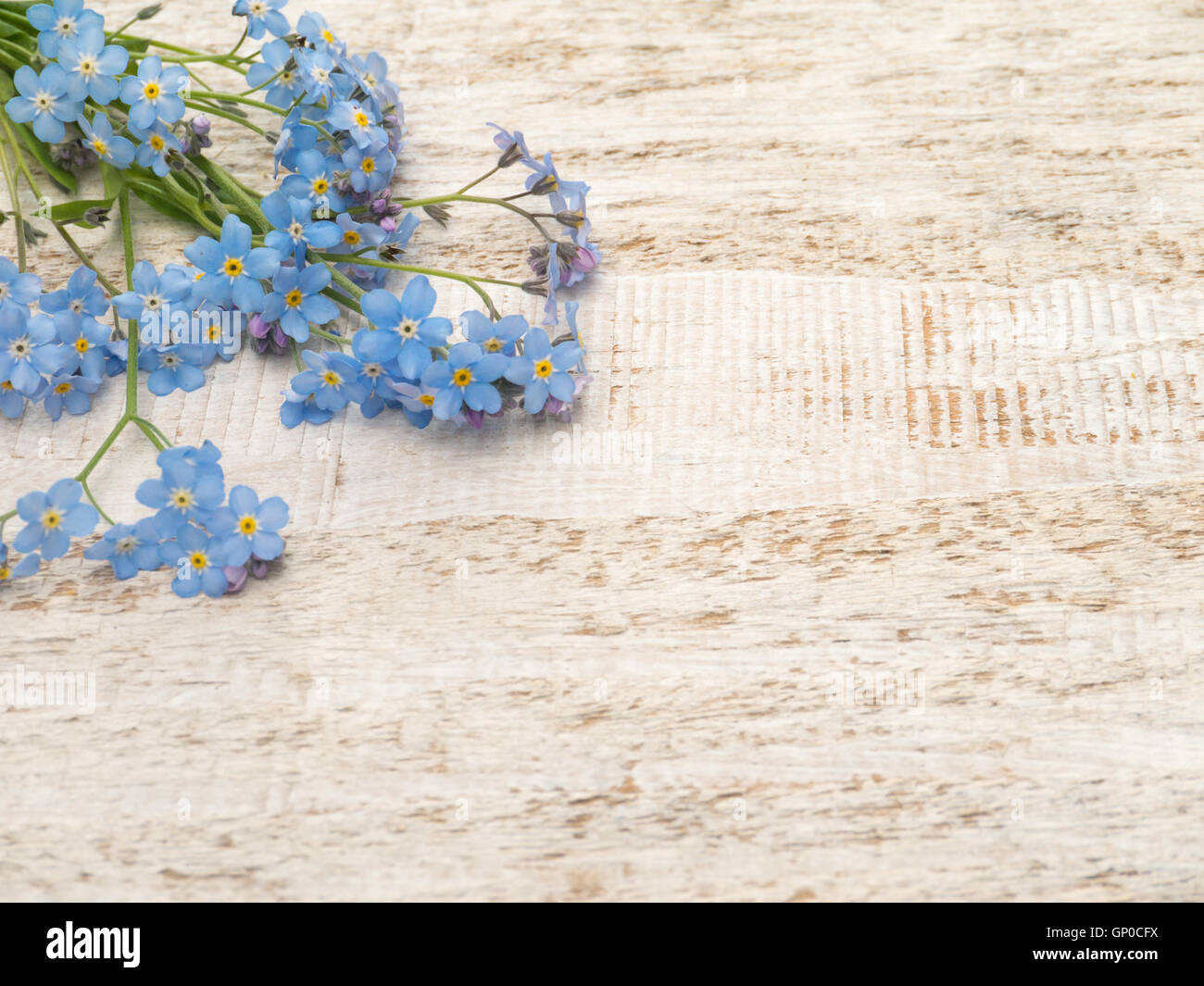 Blaue Vergissmeinnicht Blumen Haufen auf dem rustikalen weißen gemalten Hintergrund Stockfoto
