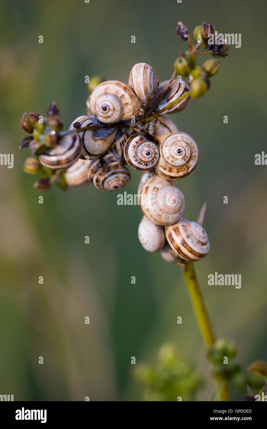 Cluster von Schnecken (Theba Pisana) versammeln. Stockfoto