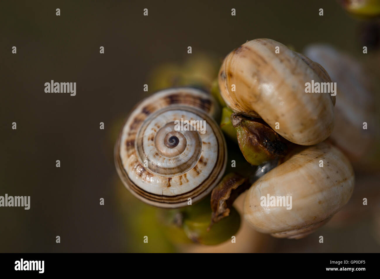 Cluster von Schnecken (Theba Pisana) versammeln. Stockfoto