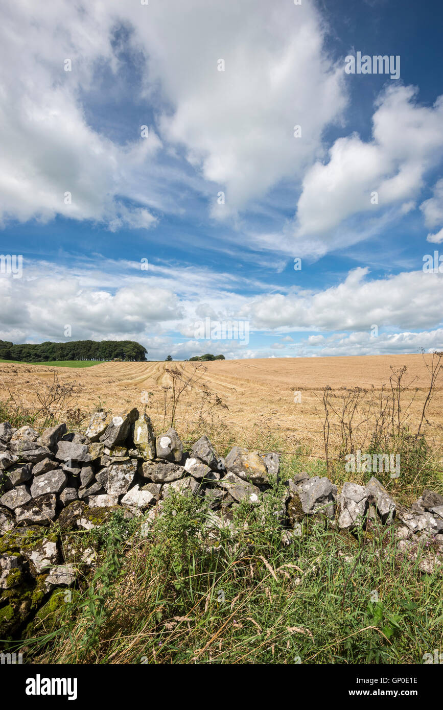 Einen schönen heißen und sonnigen Tag im Bereich White Peak von Derbyshire. Blick über eine Kalksteinwand zu einem abgeernteten Feld. Stockfoto