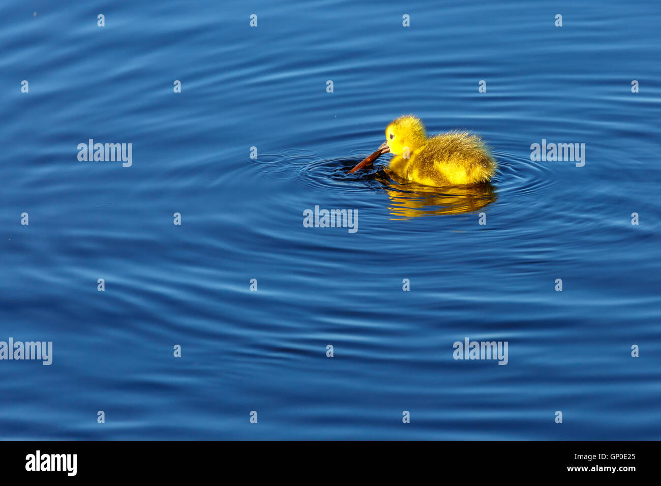Ein Baby Kanadische Gans versucht, ein Unkraut aus dem Wasser zu ziehen. Stockfoto