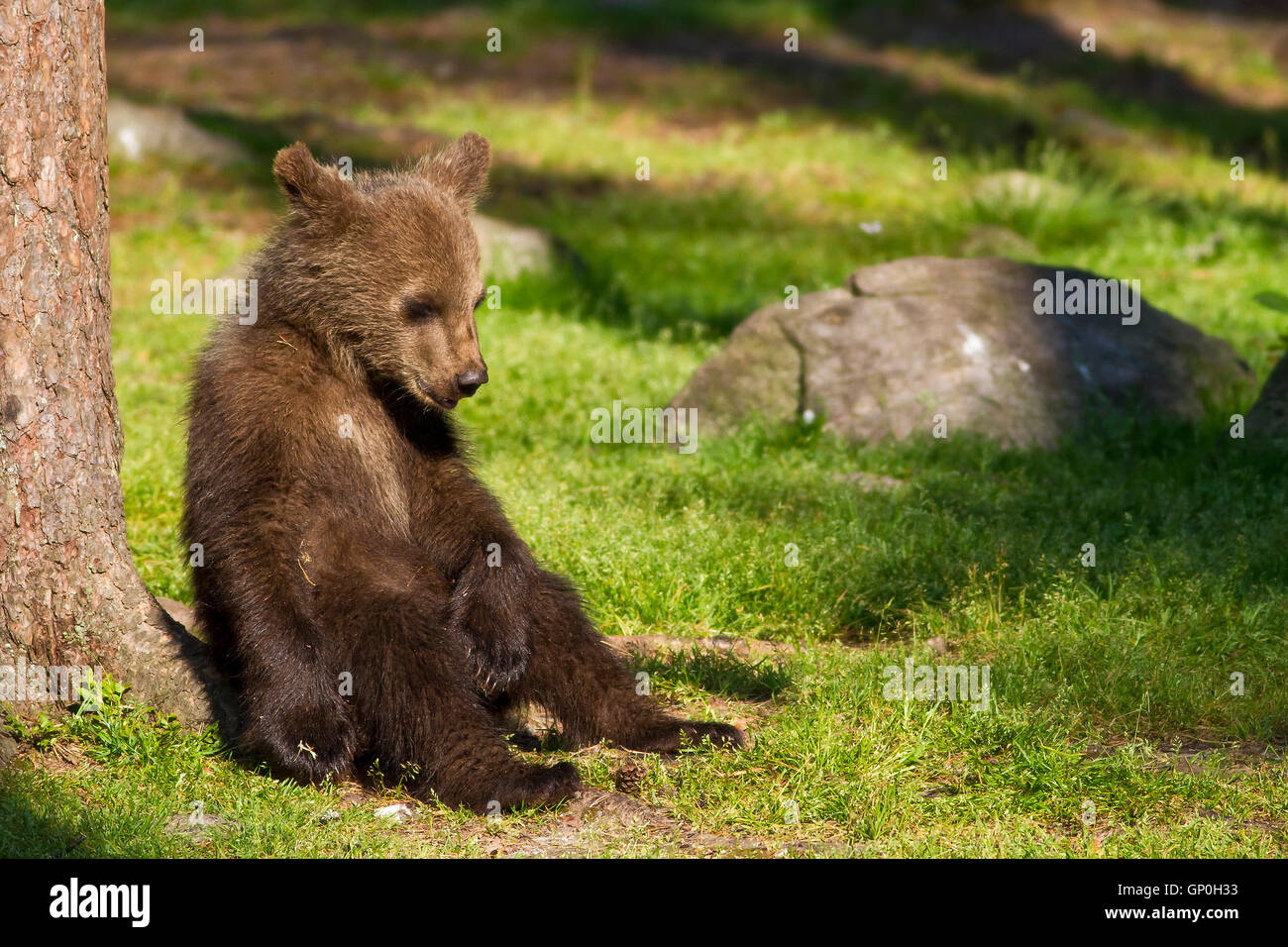 Junge Brown Bear Cub, hinsetzen, entspannen in der Sonne in einem finnischen Wald Stockfoto