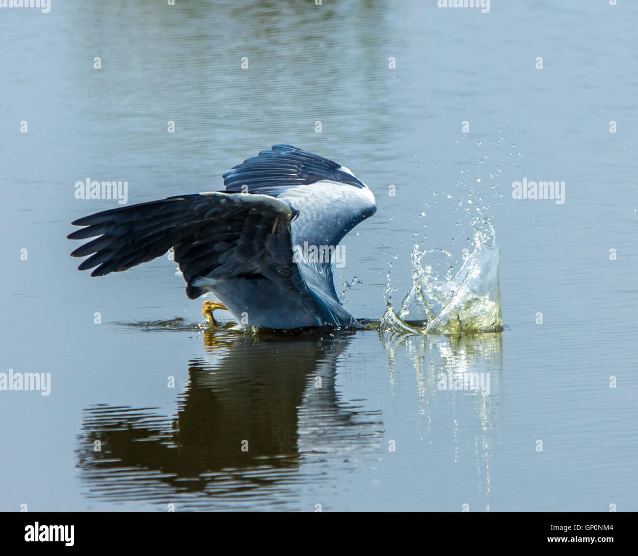 Graureiher auf ein Fisch unter Wasser Stockfoto