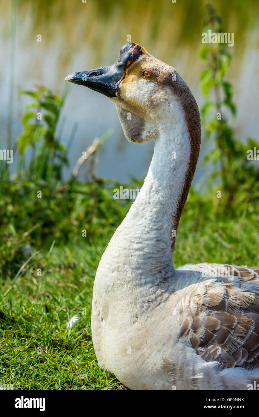 Afrikanischen Gans ruht auf dem Rasen Stockfoto