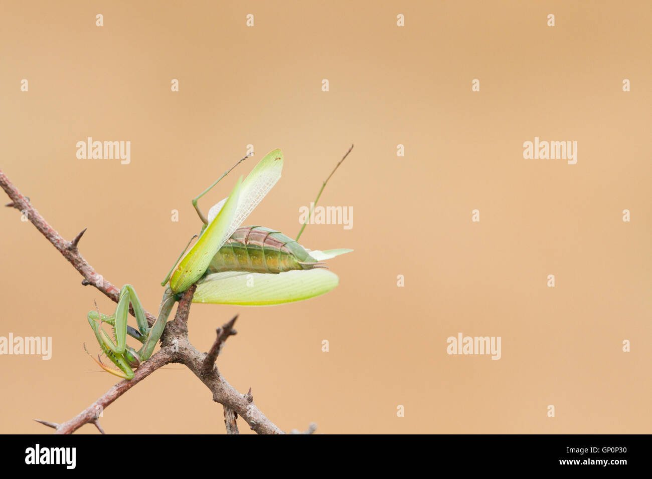 Die Beute der eine große graue Würger (Lanius Excubitor): eine Grüne Gottesanbeterin (Mantis Religiosa) aufgespießt auf einem Dorn Stockfoto