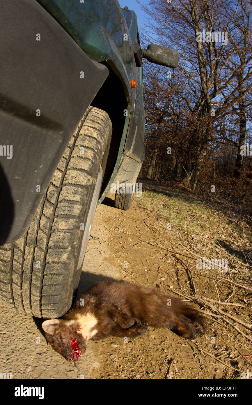 Road Kill: tot Baummarder (Martes Martes) am Straßenrand nach von Auto überfahren Stockfoto