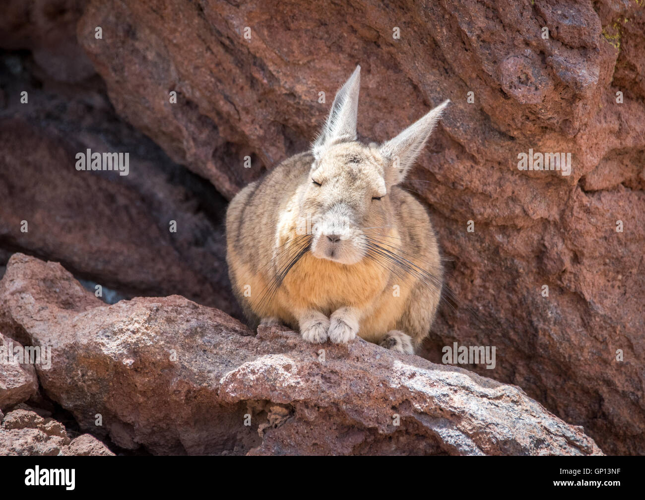 Südlichen Viscacha Stockfoto