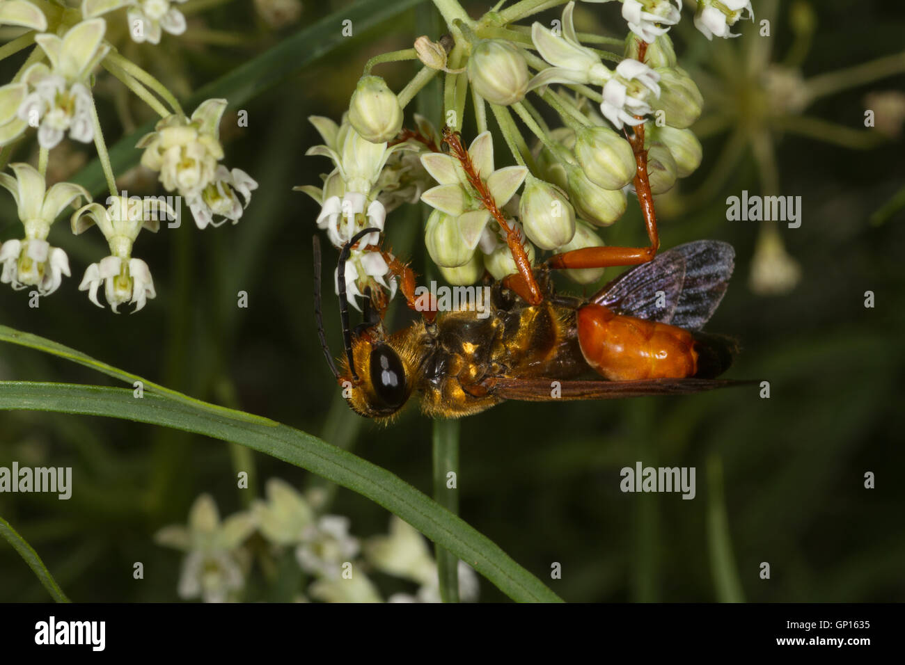 Fliegende Insekten ernähren sich von Blume. Grand-Canyon-Nationalpark. South Rim. Arizona. USA Stockfoto