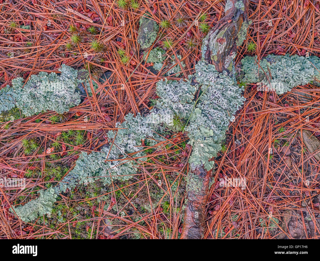 Äste in Moos und Flechten, die Verlegung auf einem Bett aus Kiefernnadeln im Wald bedeckt Stockfoto