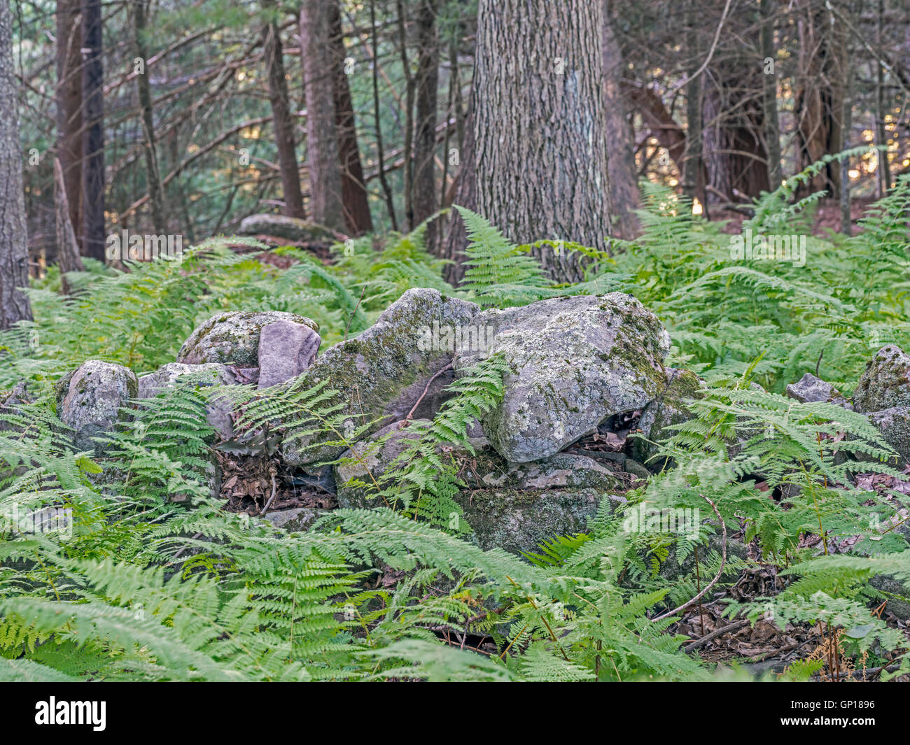 Farne Gefäßpflanzen mit echten Blätter Megaphylls, gefiederten im Wald im Bundesstaat New York Stockfoto