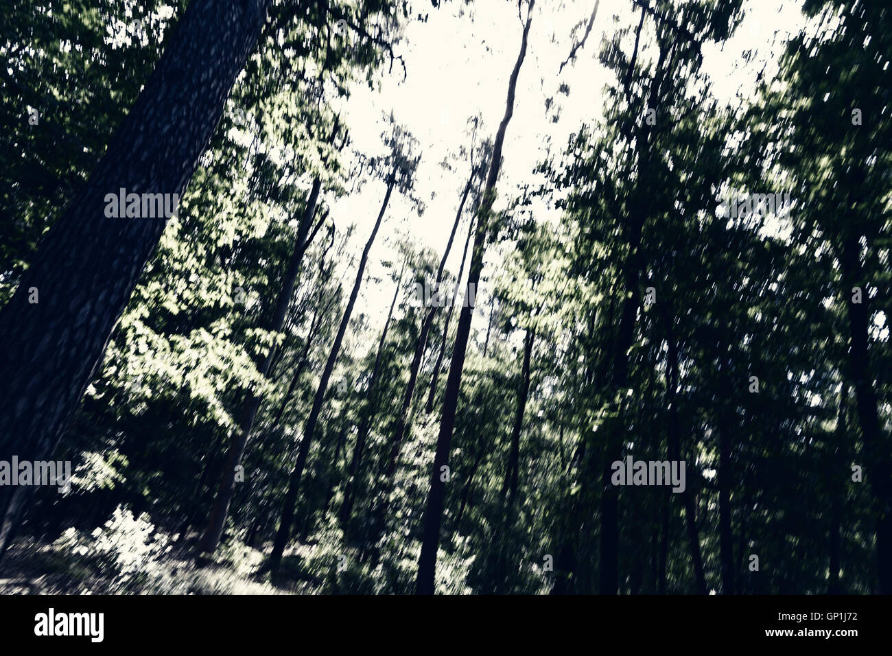 Fightening Wald-Hintergrund Stockfoto