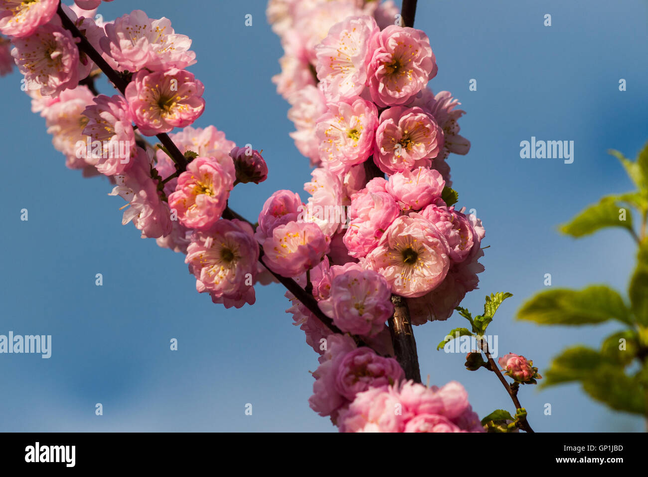 Prunus Triloba oder Pflaume Blüte Blumen vor dem Hintergrund des blauen Himmels. Frühling-Thema. Stockfoto