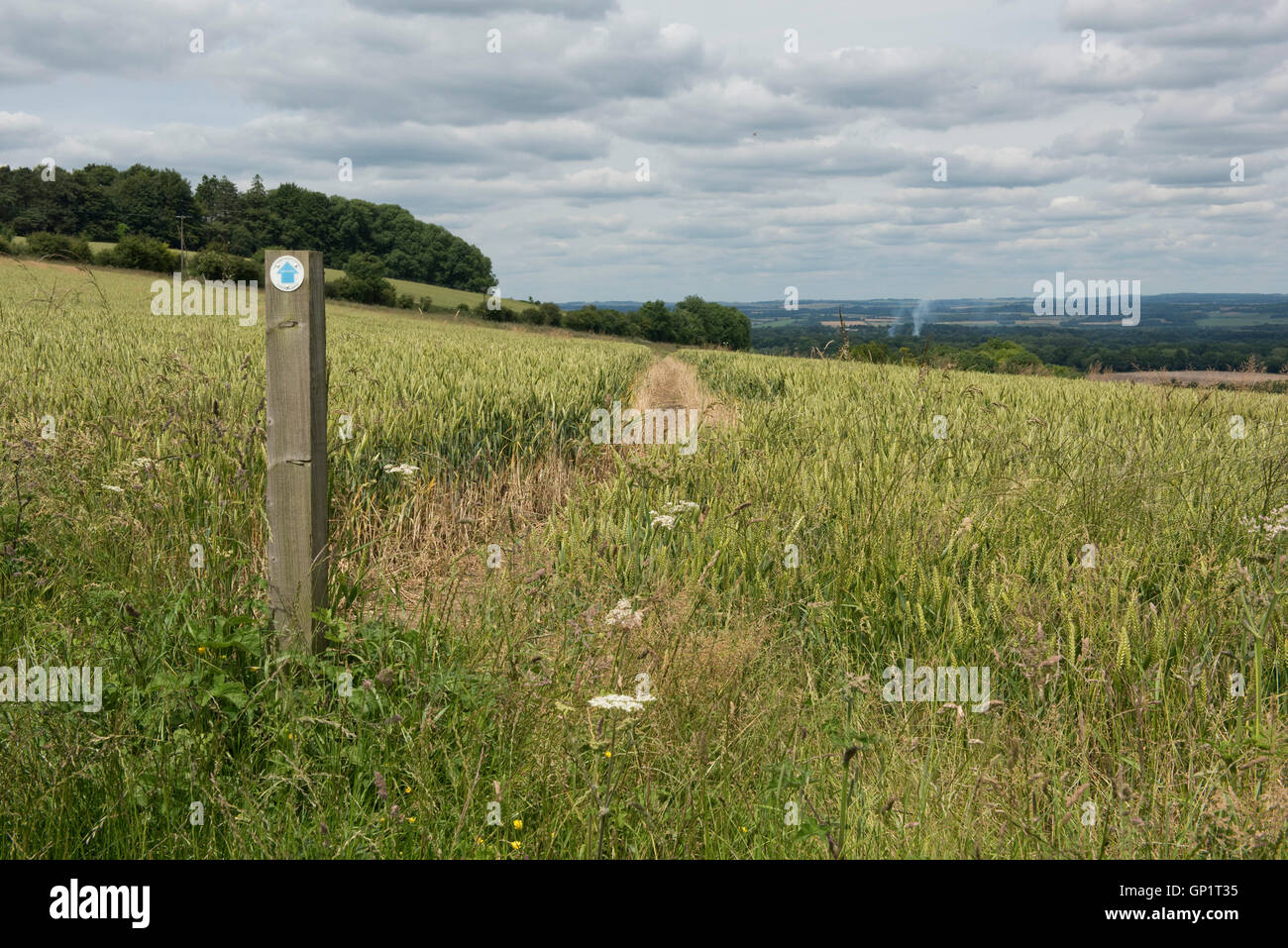 Wanderweg-Zeichen und Weg durch Phasen von Feldinhalten Winterweizen auf den Norden Wessex Downs im Juli Stockfoto