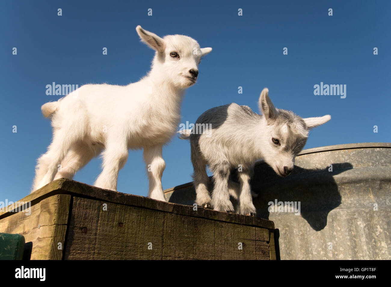 Neugeborenen Zwergziegen gerne spielen und ausruhen. Stockfoto