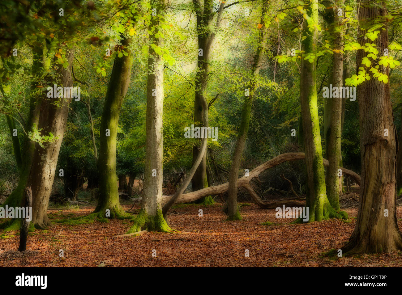Verzauberten Wald, New Forest, Hampshire Stockfoto