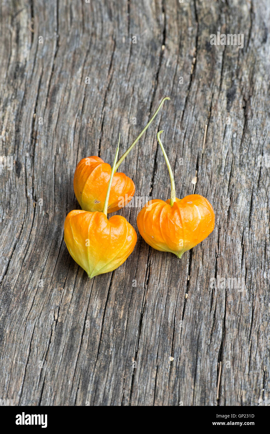 Physalis Alkekengi, chinesische Laterne Pflanze Pods auf Holz Stockfoto