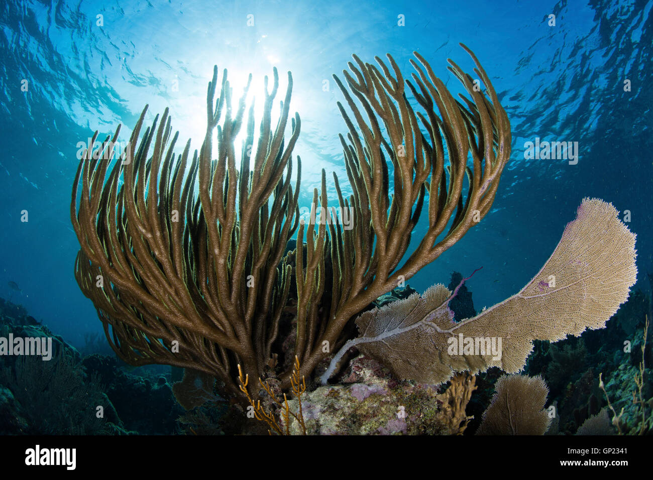 Karibische Korallenriff mit Sea Rod, Pseudoplexaura Porosa Turneffe Atoll, Karibik, Belize Stockfoto