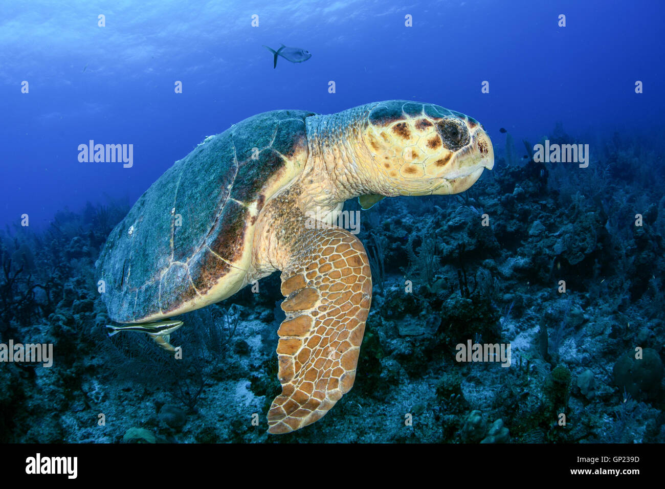 Meeresschildkröte Caretta, Caretta Caretta, Turneffe Atoll, Karibik, Belize Stockfoto