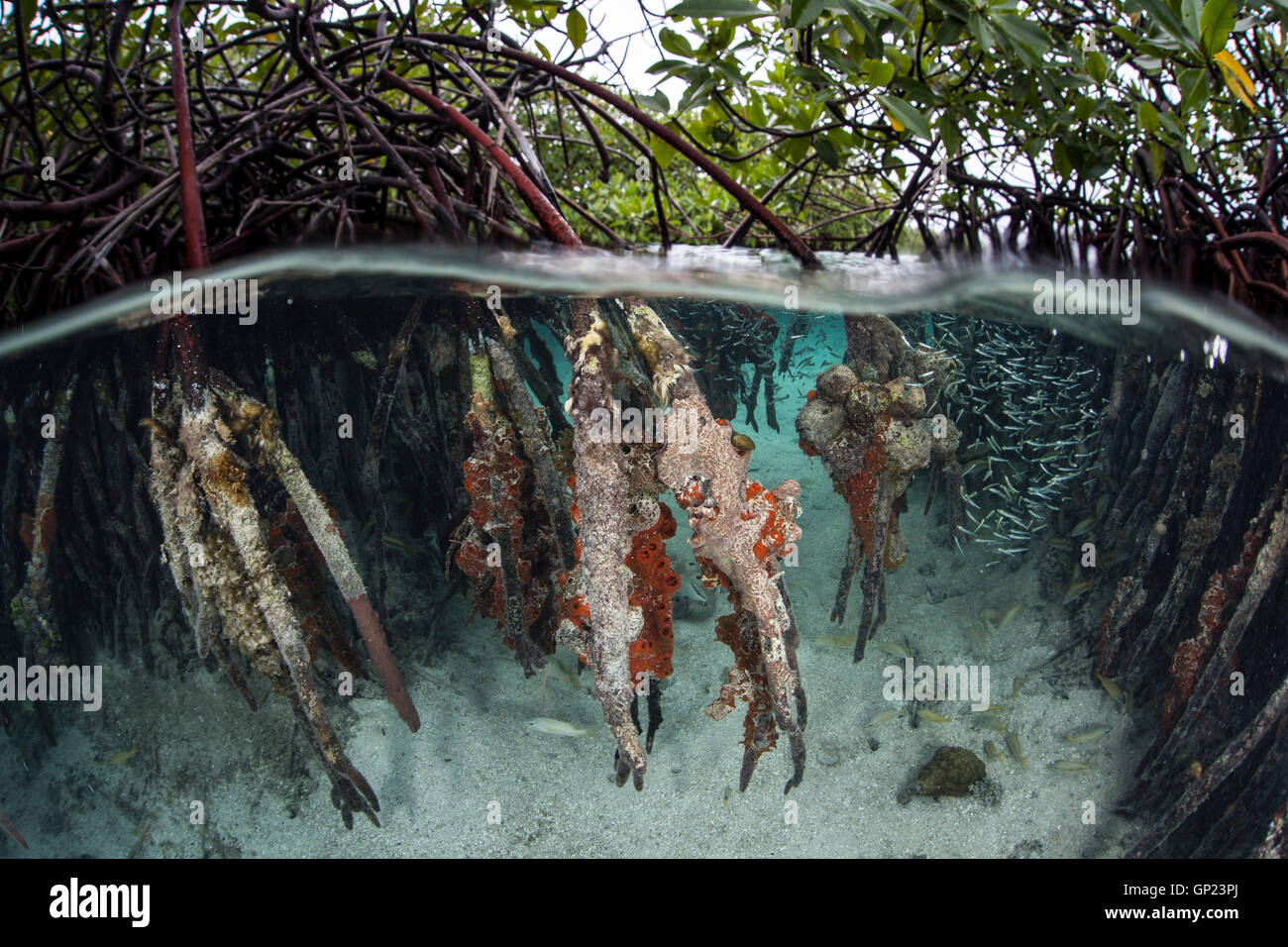 Ökosystem Mangroven, Rhizophora, Turneffe Atoll, Karibik, Belize Stockfoto
