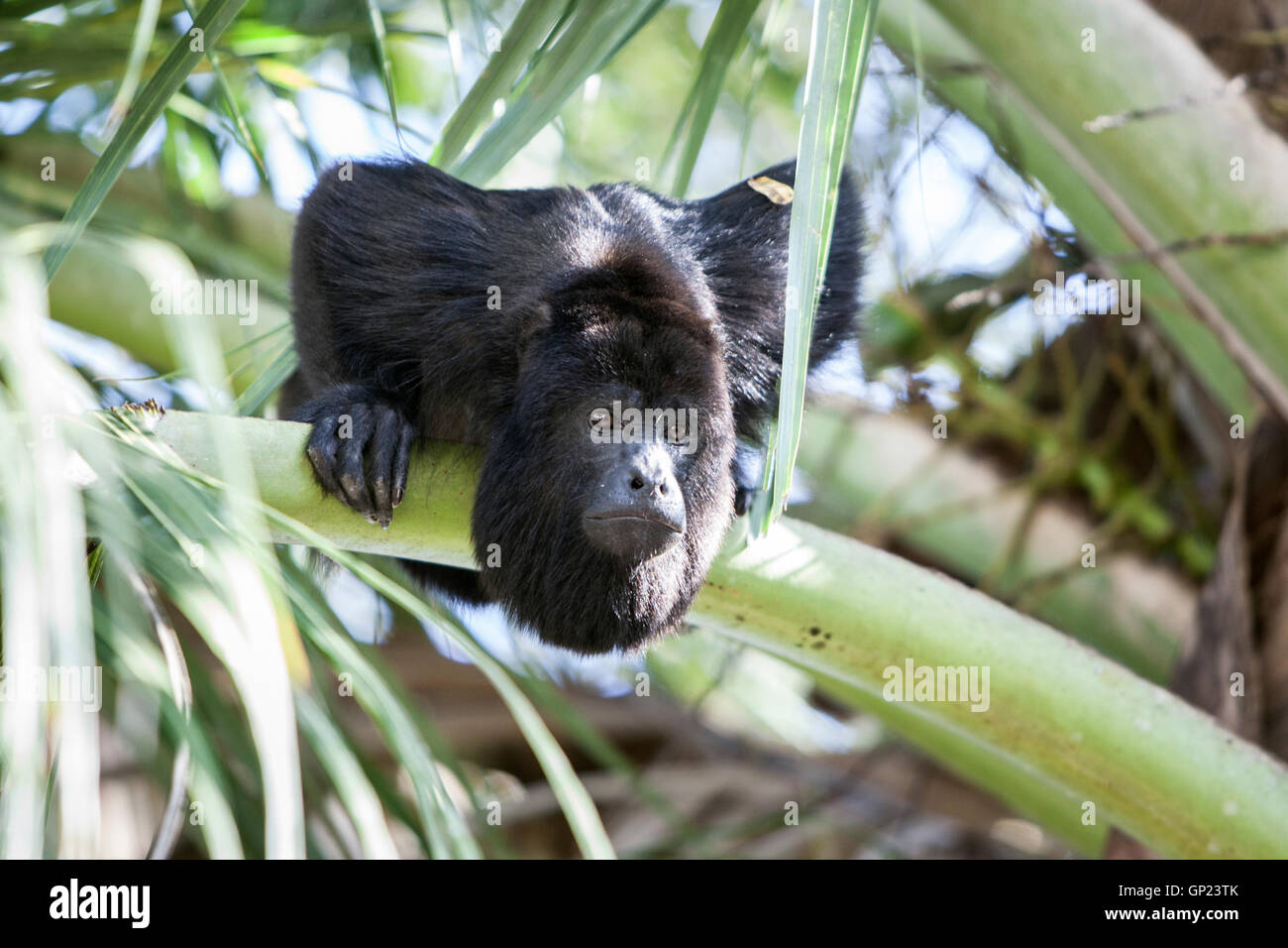 Schwarzen Brüllaffen, Alouatta Pigra, Karibik, Belize Stockfoto