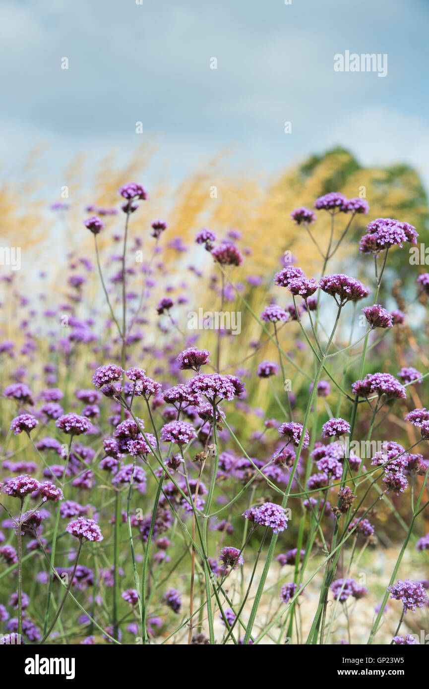 Verbena Bonariensis. Argentinisches Eisenkraut Blumen in einem englischen Garten Stockfoto