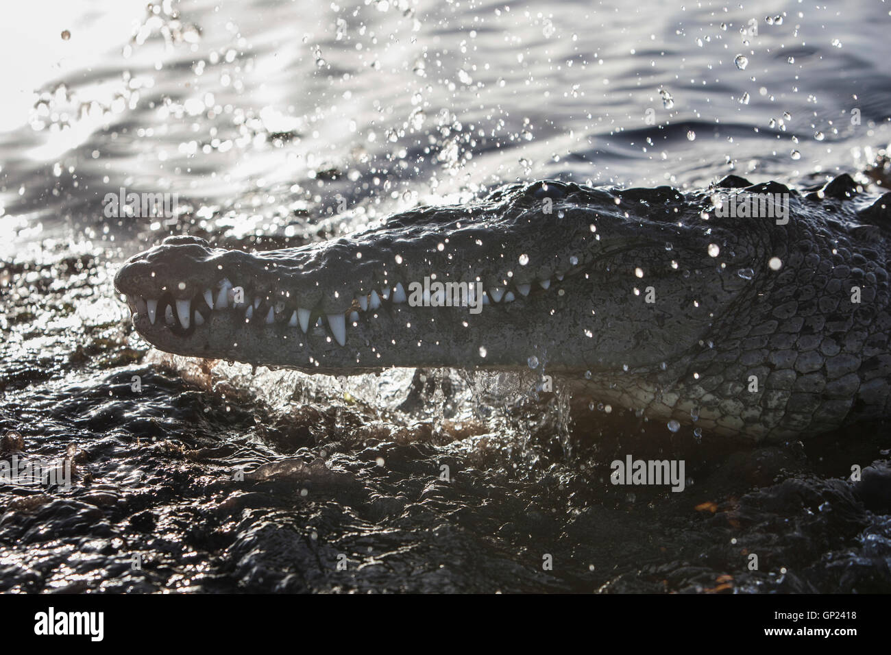 Amerikanisches Krokodil, Crocodylus Acutus, Turneffe Atoll, Karibik, Belize Stockfoto