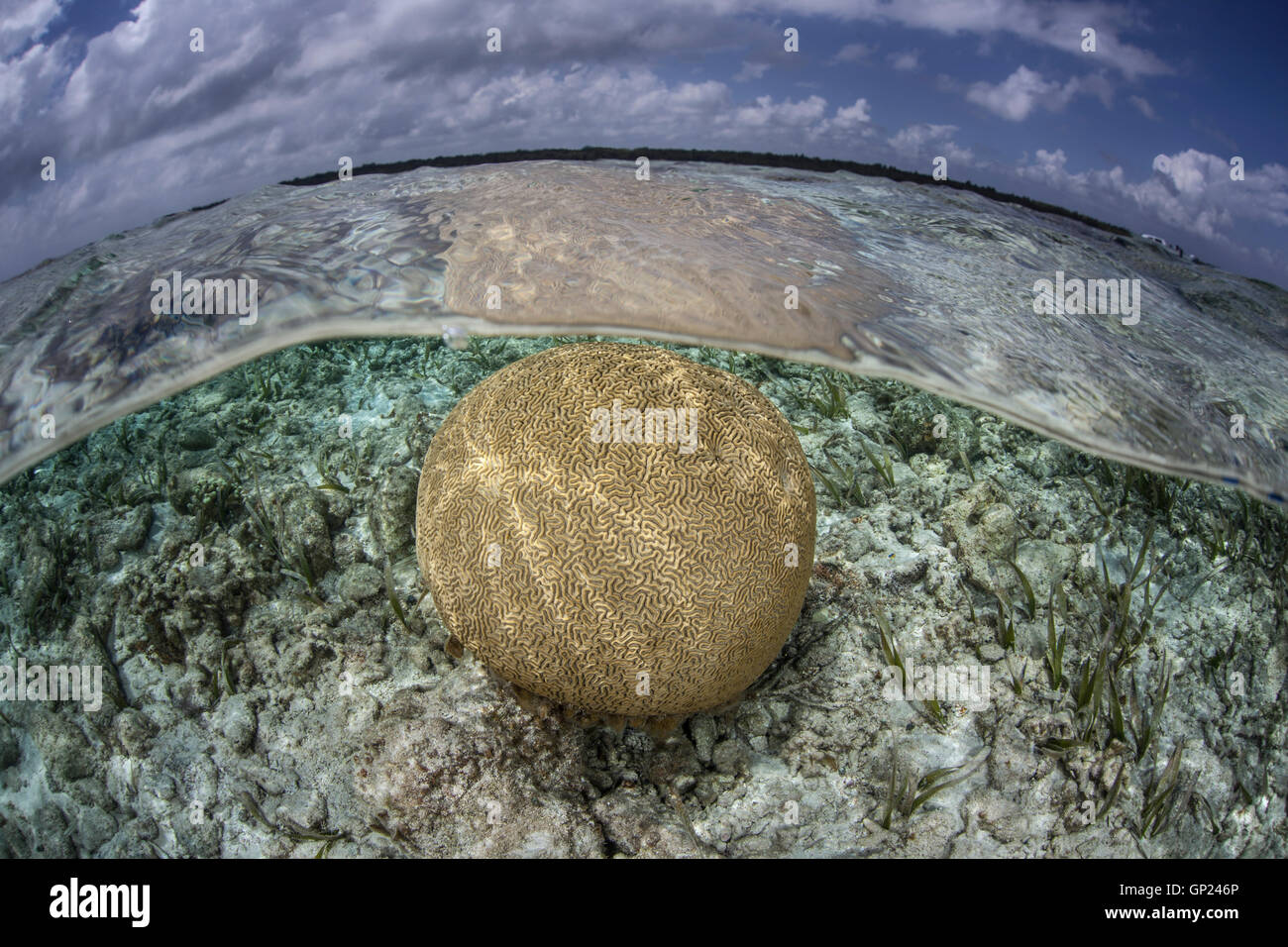 Runde Hirnkoralle, Colpophyllia Natans Turneffe Atoll, Karibik, Belize Stockfoto