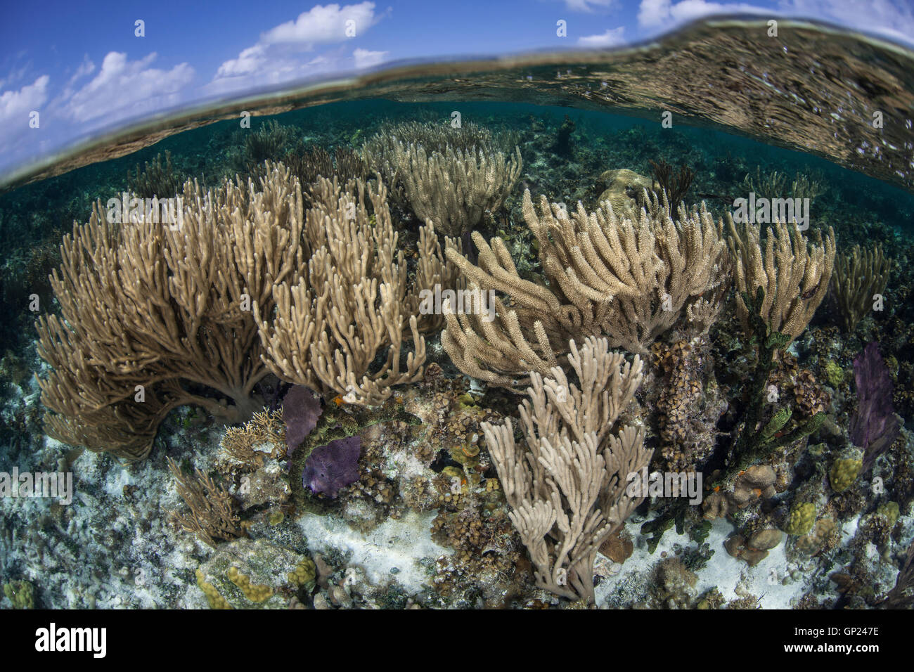 Karibische Korallenriff mit Sea Rod, Pseudoplexaura Porosa Turneffe Atoll, Karibik, Belize Stockfoto