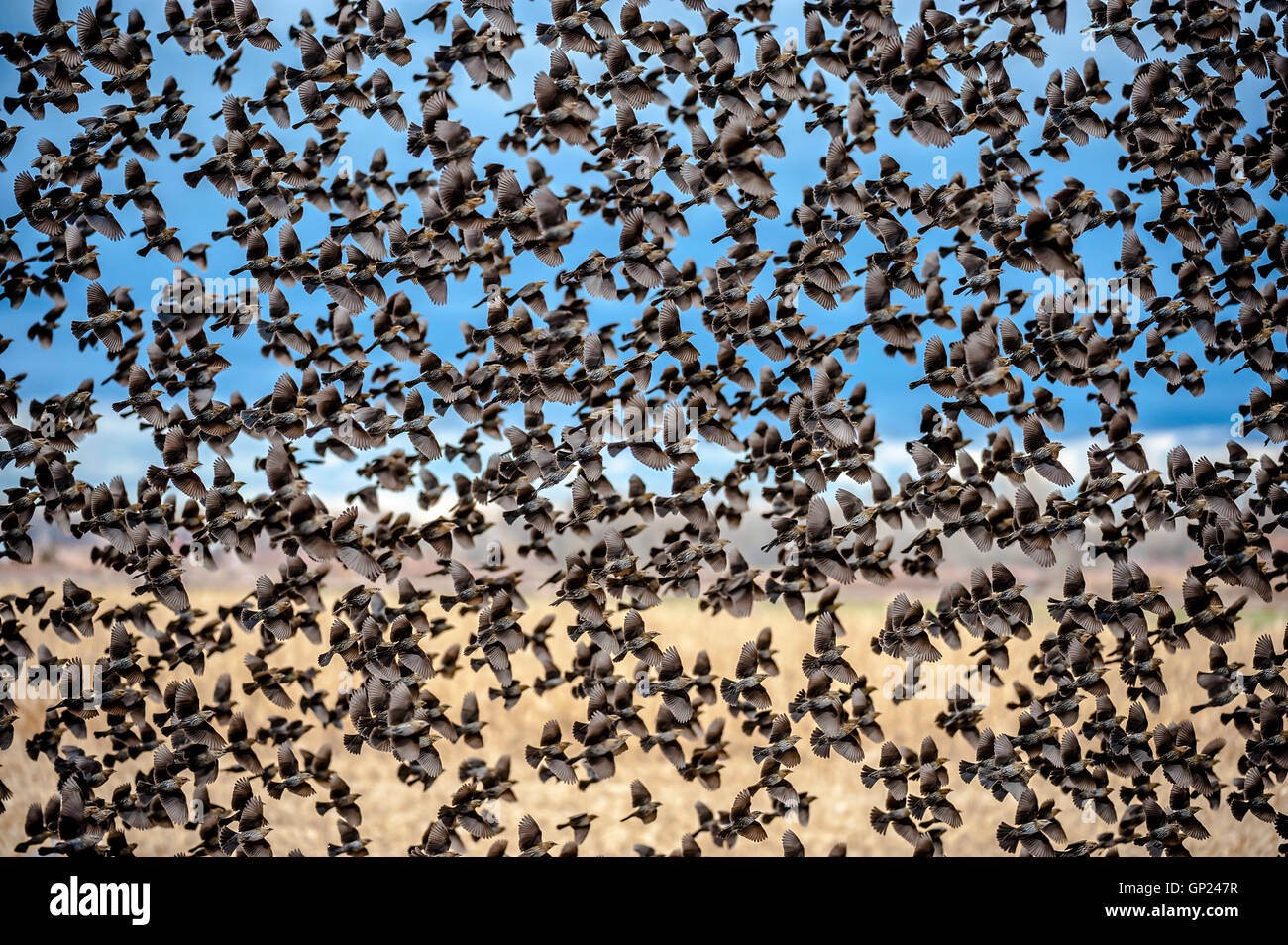 Rotschulterstärling (Agelaius Phoeniceus) Stockfoto