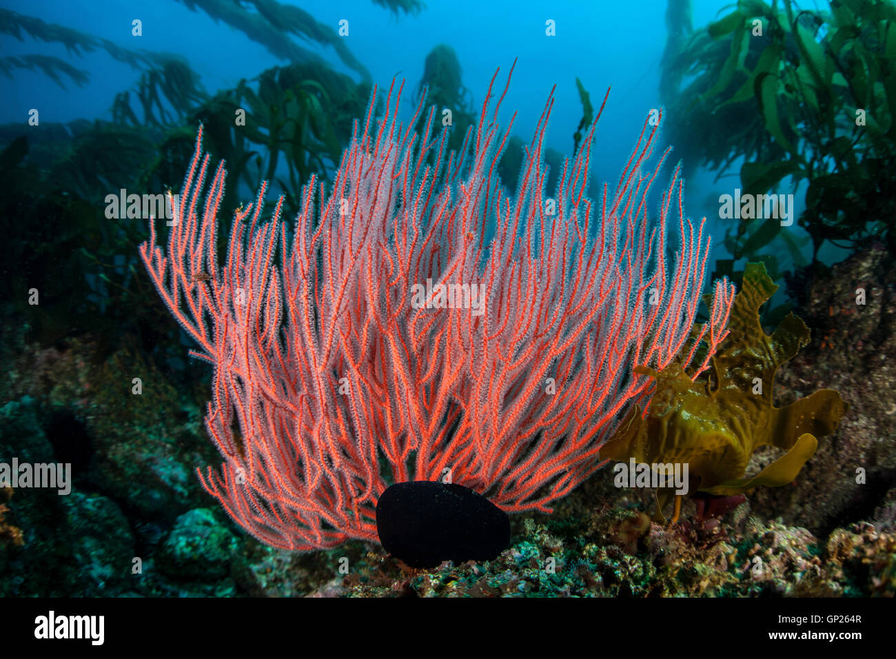 Rote Gorgonien Whip Coral, Lophogorgia Chilensis, Kanalinseln, California, USA Stockfoto